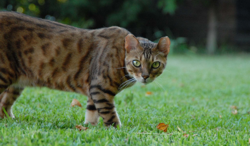 Бенгальский кот с диким взглядом