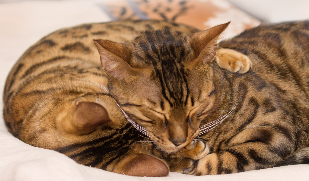 Бенгальские коты обнимаются