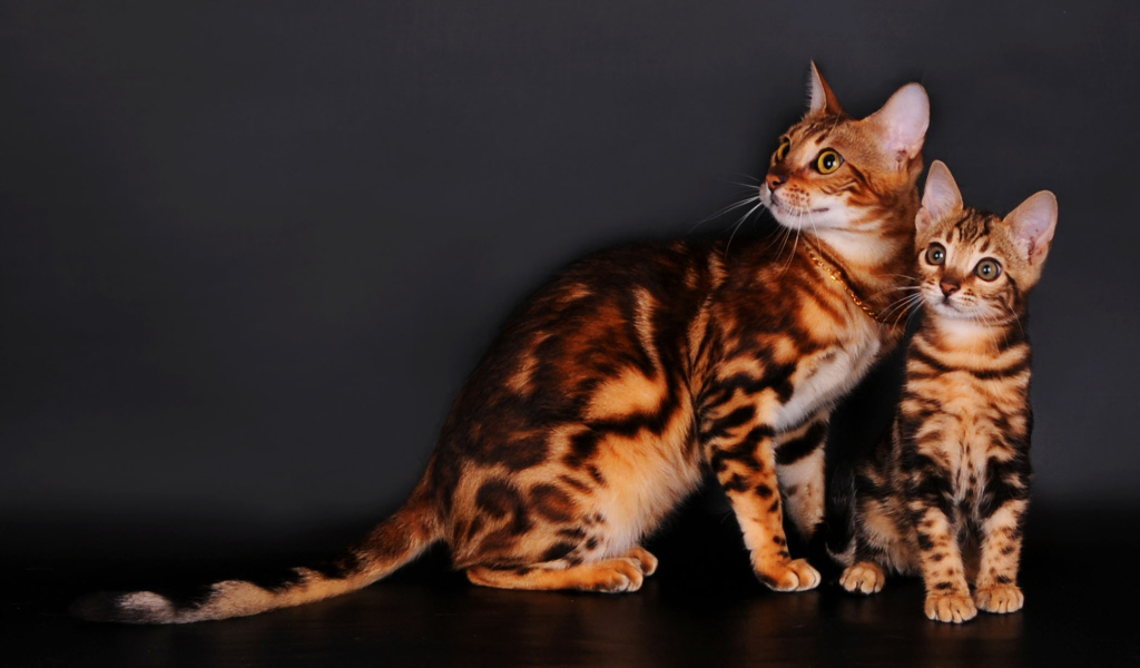 Бенгальские коты на сером фоне