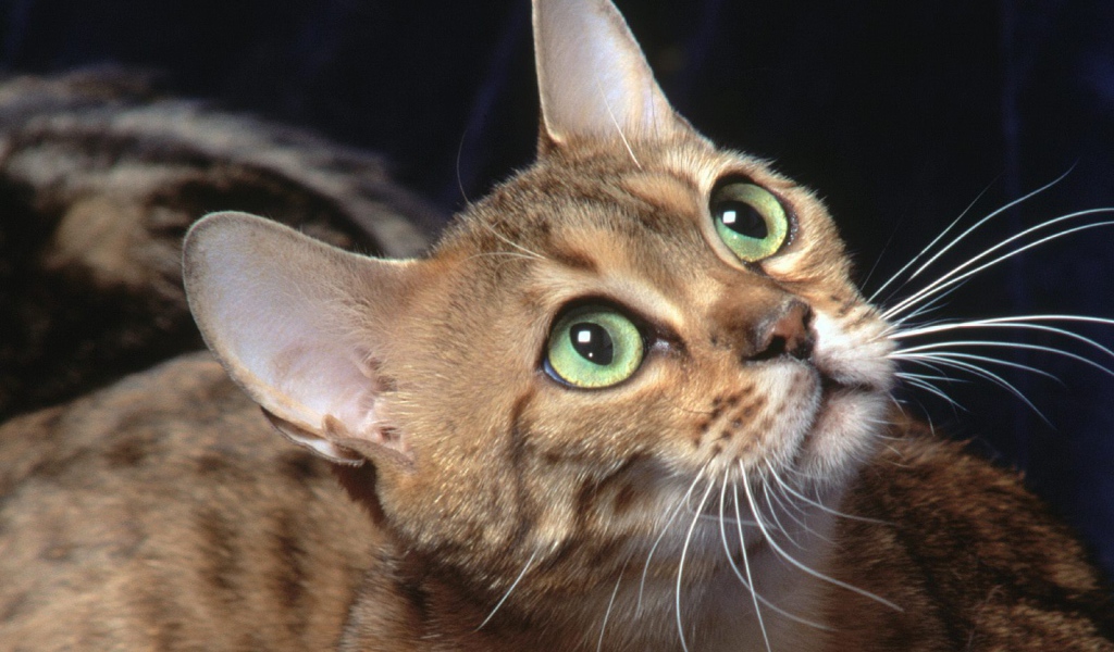 Бенгальский зеленоглазый кот что-то увидел