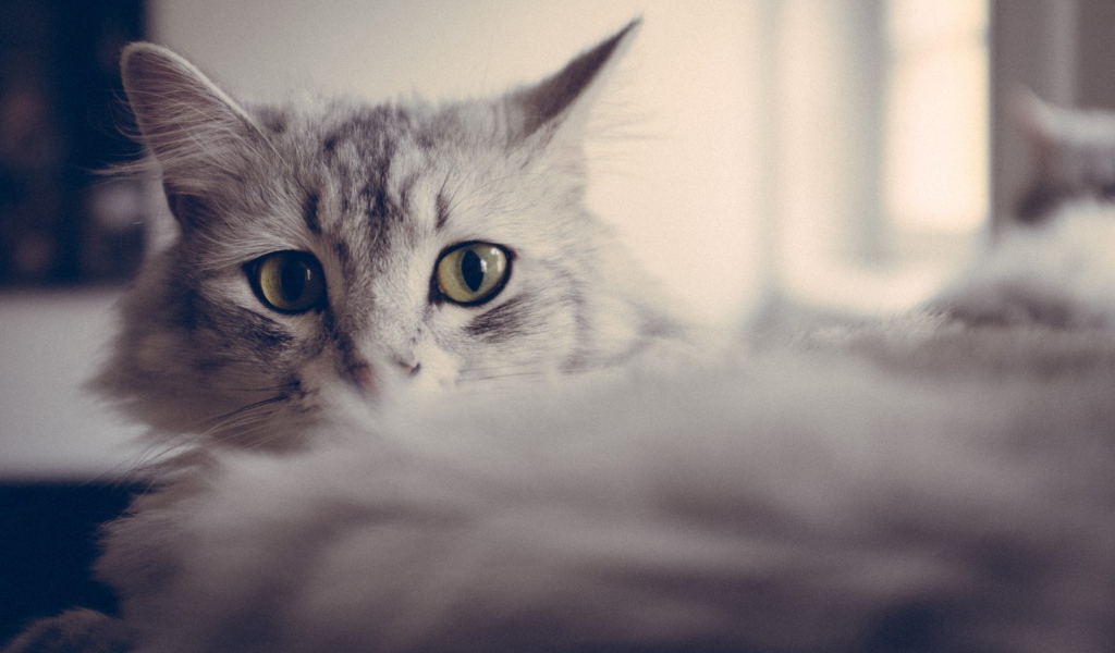 Большие глаза серого кота