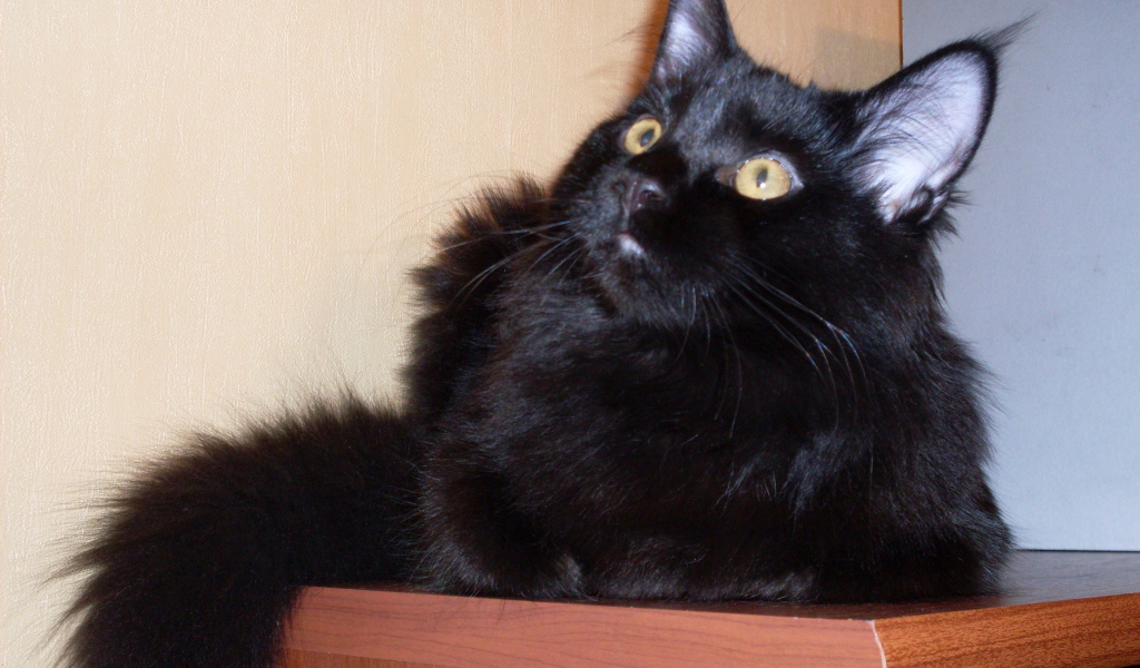 Чёрный кот мейн-кун кого-то увидел