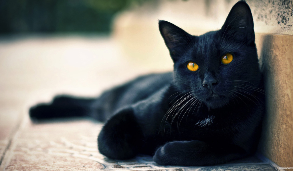 Черный кот пантера