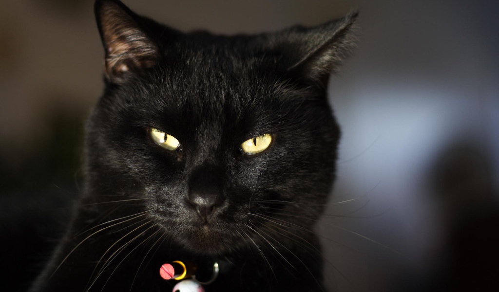 Чёрный кот чем-то недоволен