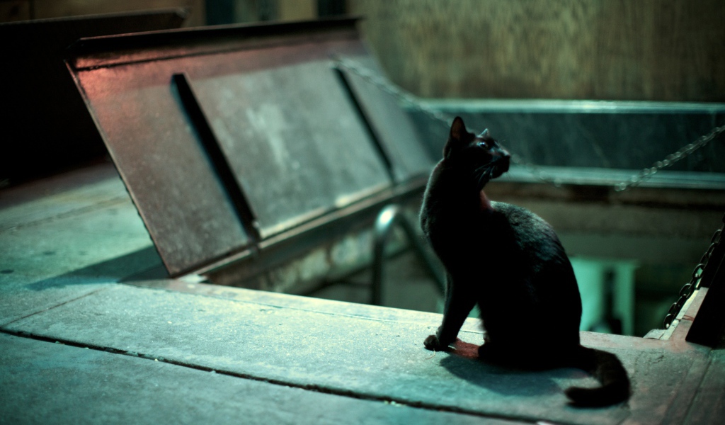 Чёрный кот кого-то увидел