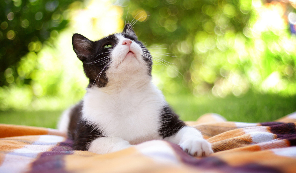 Чёрно-белый кот на природе