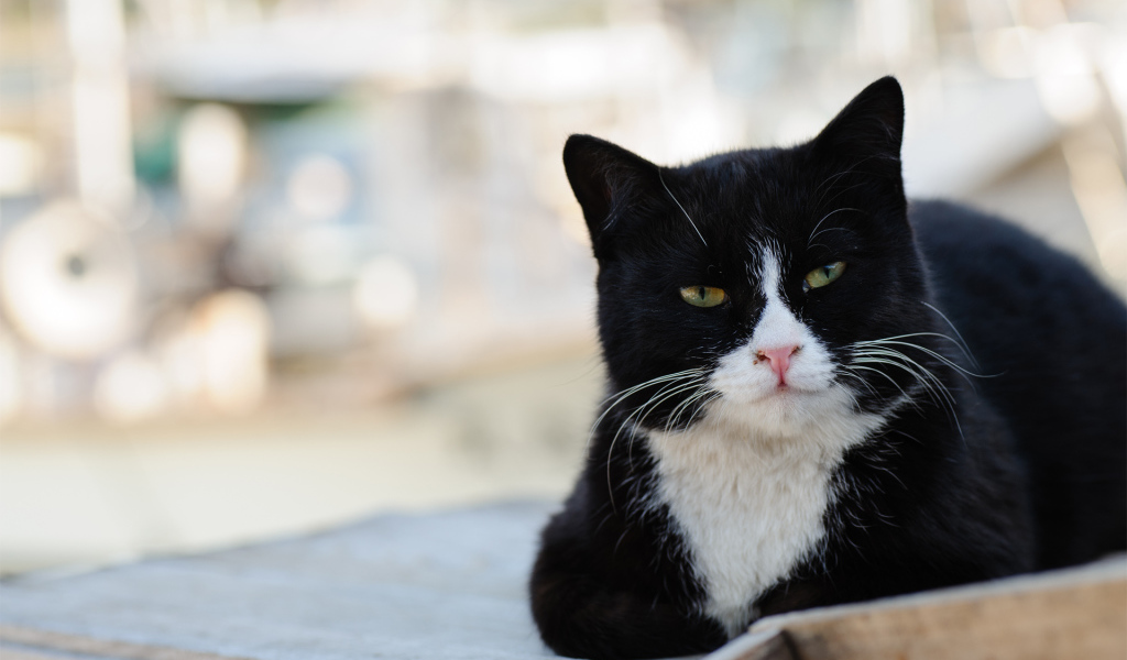 Черно-белый кот с зелёными глазами