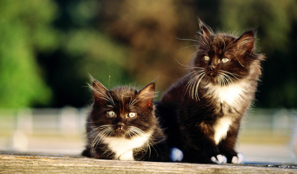 Чёрно-белые пушистые братья коты