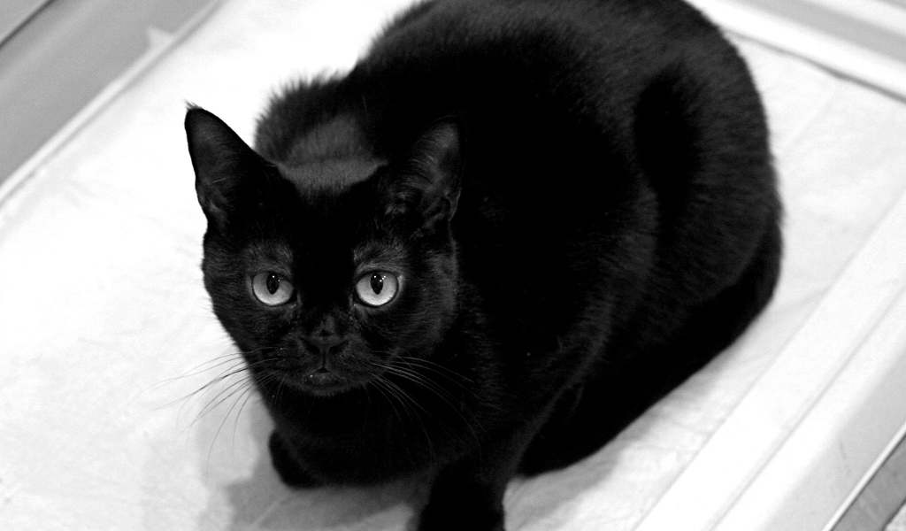 Чёрный кот смотрит на фотографа