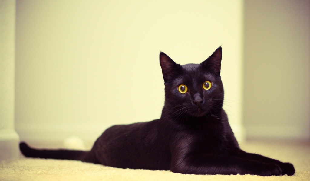 Чёрный кот лежит на коврике