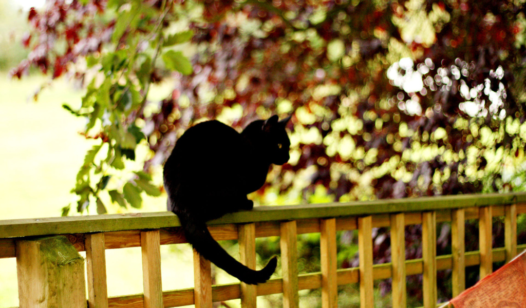 Чёрный кот на заборе