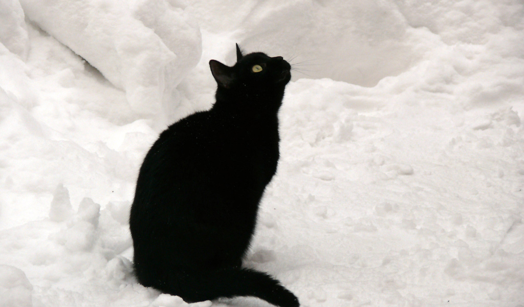 Чёрный кот на снегу смотрит вверх