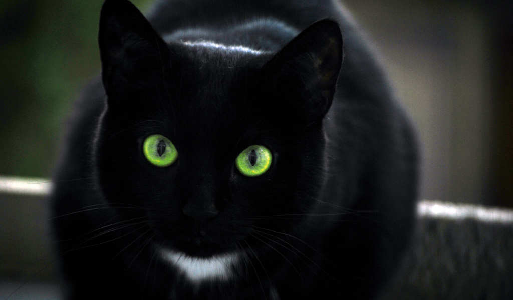 Black cat with green eyes and a white spot