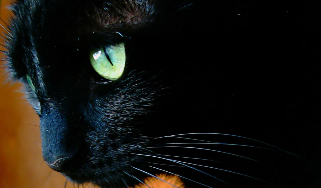 Чёрный кот с зелёными глазами крупным планом
