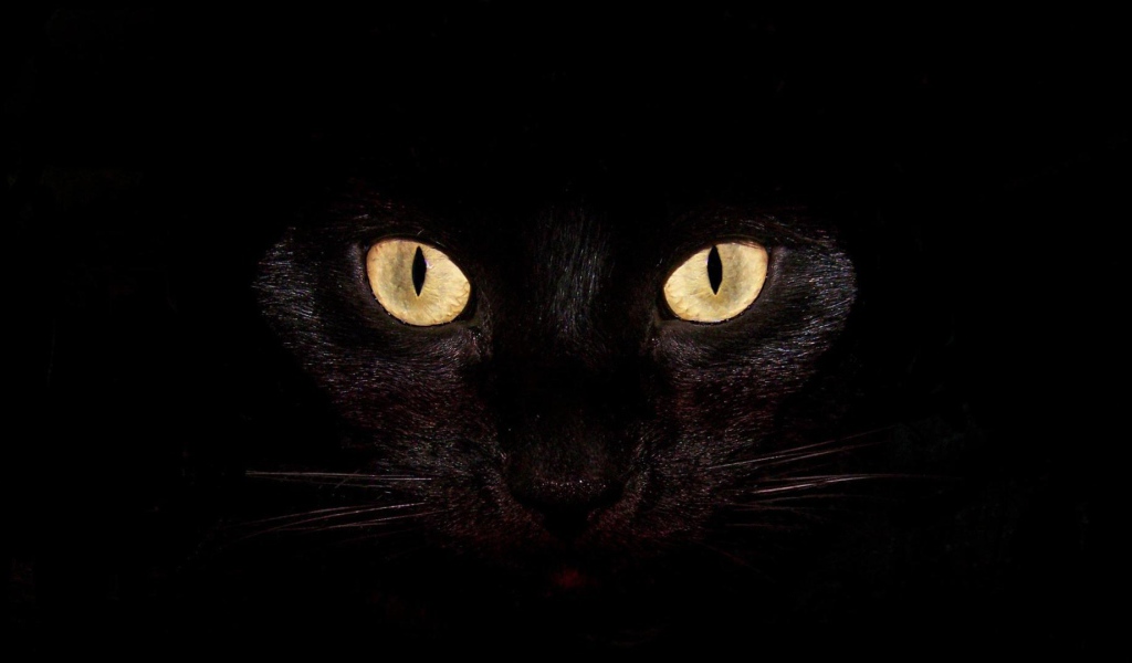 Чёрный кот с жёлтыми глазами на чёрном фоне
