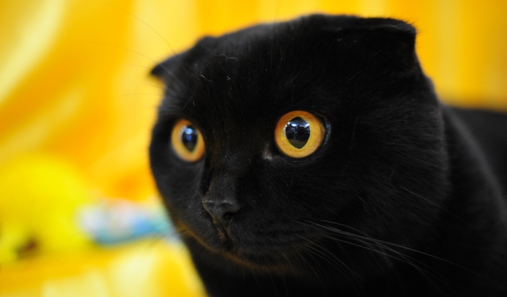 Чёрный вислоухий кот