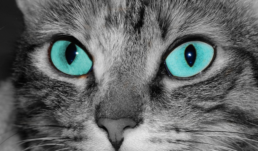 Голубоглазый кот