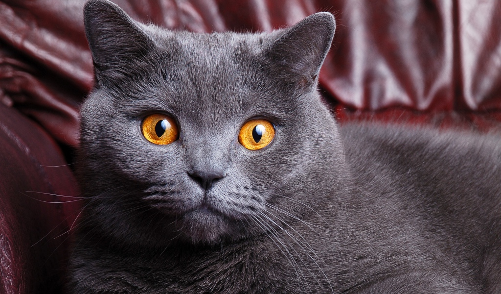 Короткошёрстный британский кот