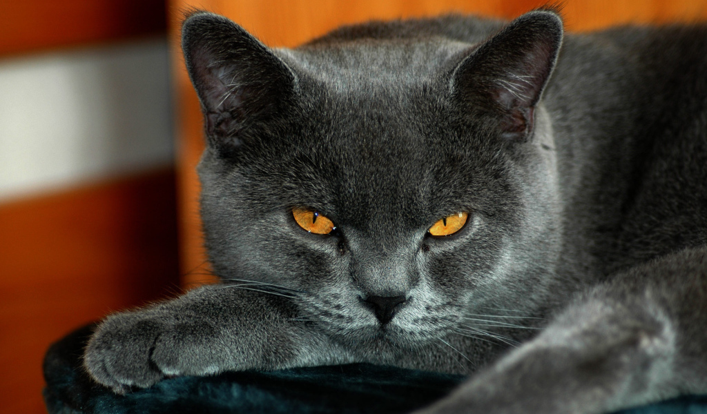 Спокойный британскй кот