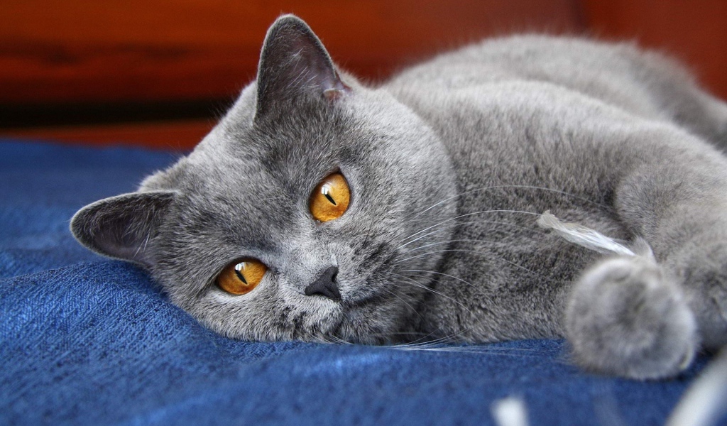 Британский кот скучает