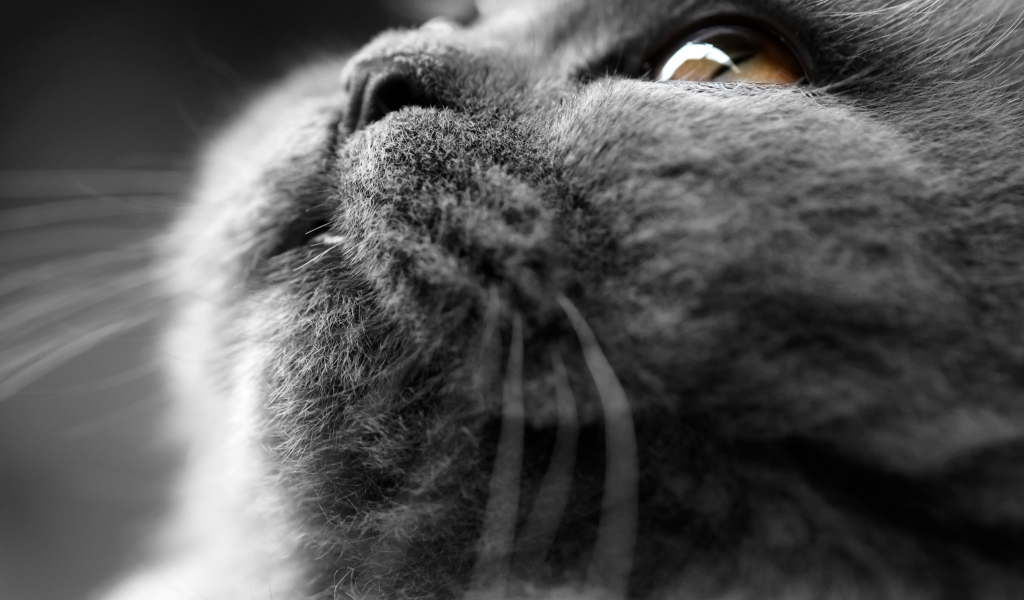 Британский кот крупным планом