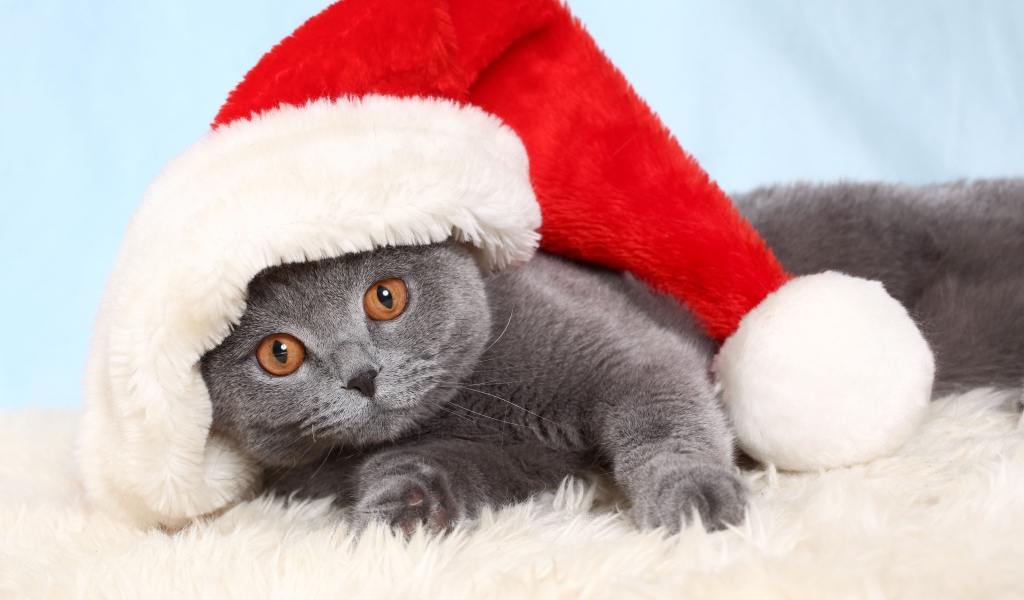 Британский кот в новогодней шапке
