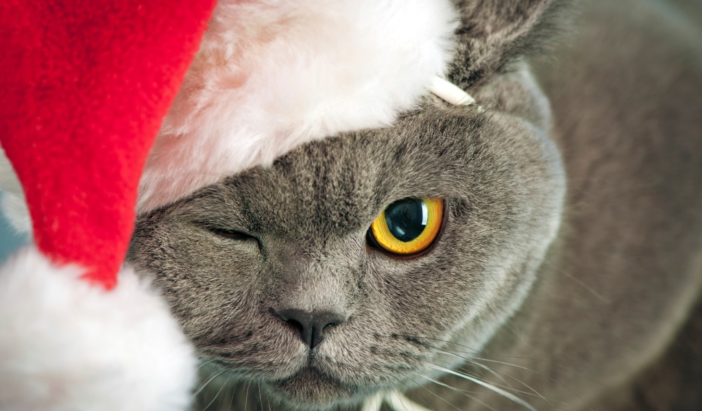 Британский кот в новогодней шапке подмигнул
