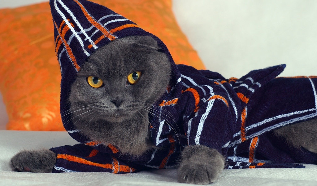 Британский кот в наряде