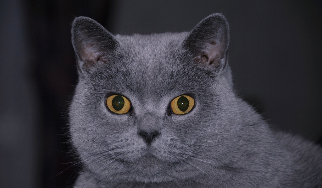 Британский кот смотрит в кадр