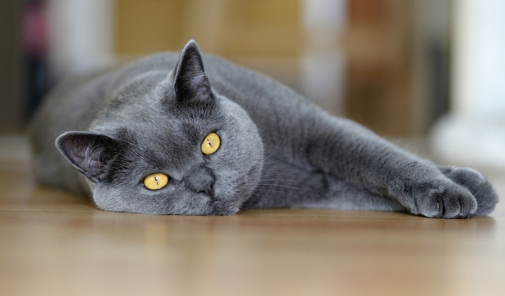 Британский кот лежит на полу