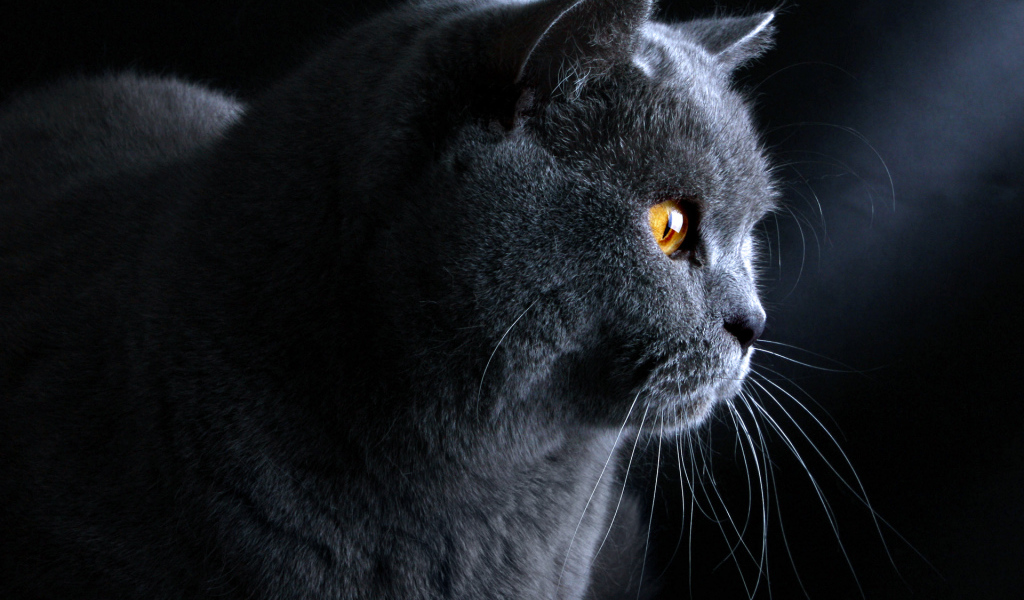 Британский кот на тёмном фоне