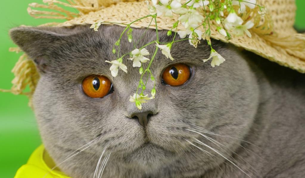 Британский короткошёрстный кот в шляпе