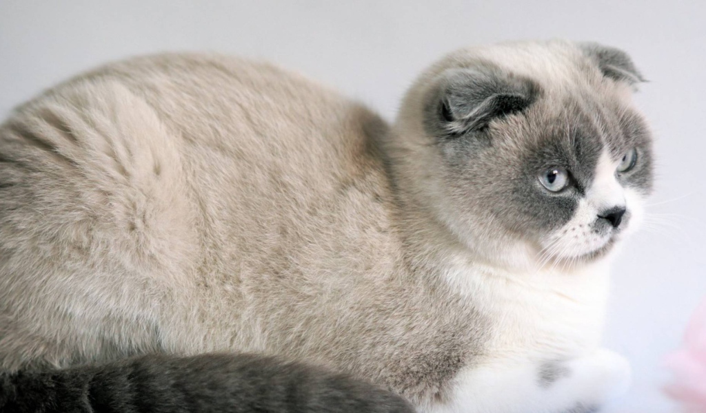 Спокойный шотландский вислоухий кот