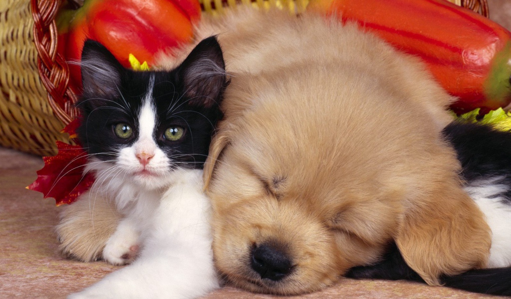 Кот, пёс и овощи