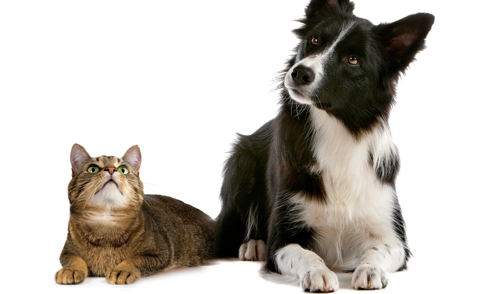 Кот и пёс на кого-то смотрят