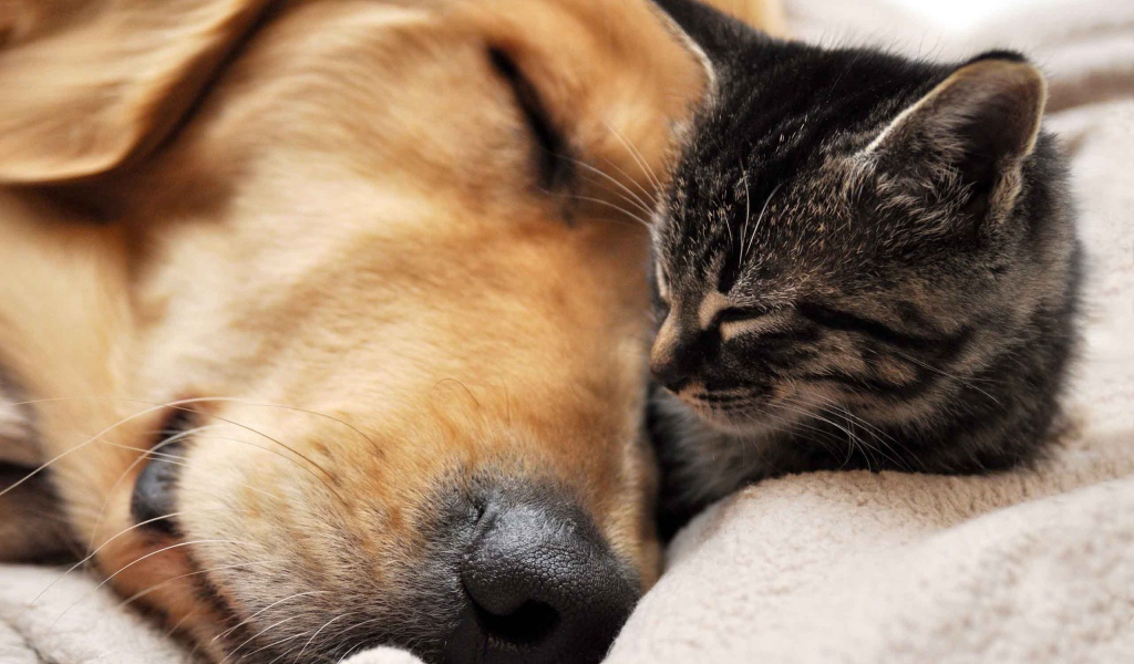 Кот и пёс спят