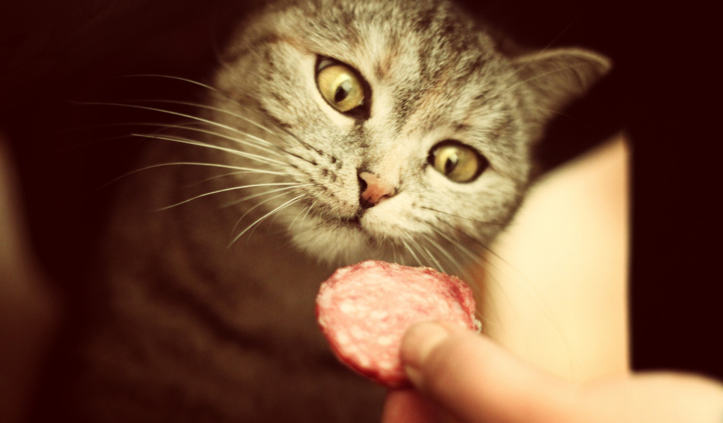 Кот и вкусная колбаса