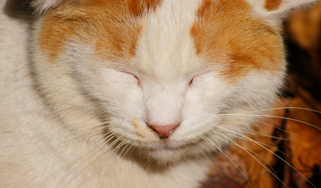 Рыжий кот жмурится