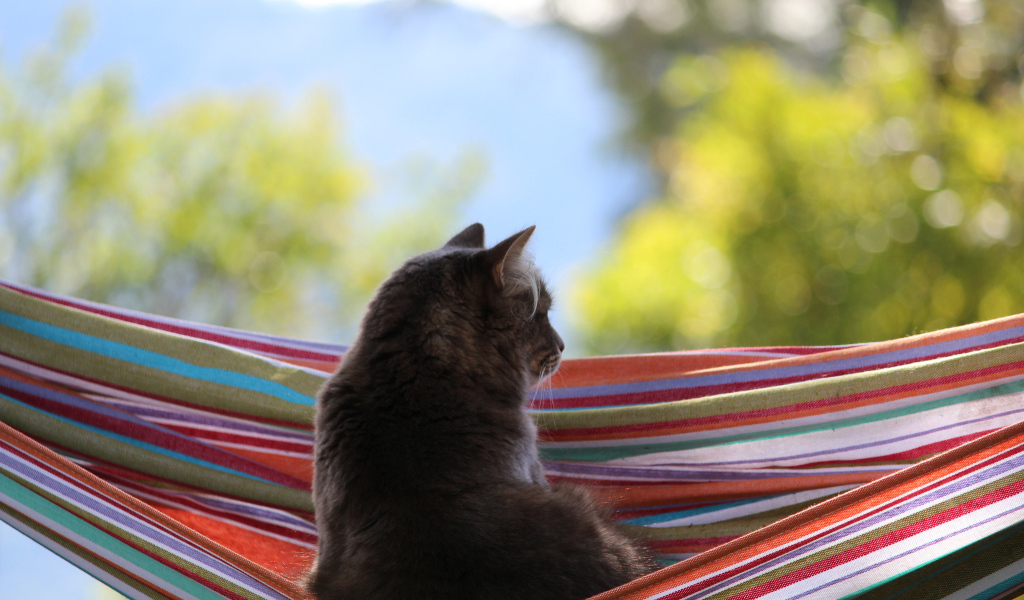 Кот мечтает в гамаке