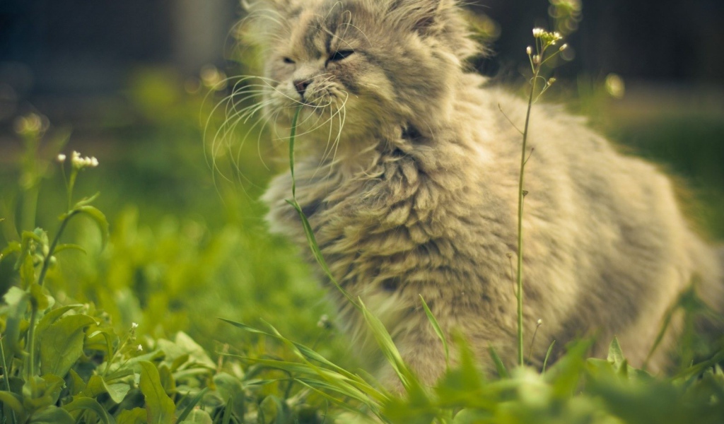 Кошка ест цветы