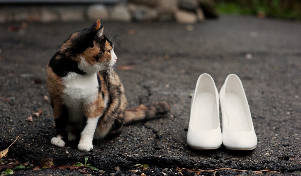 Кот охраняет туфли