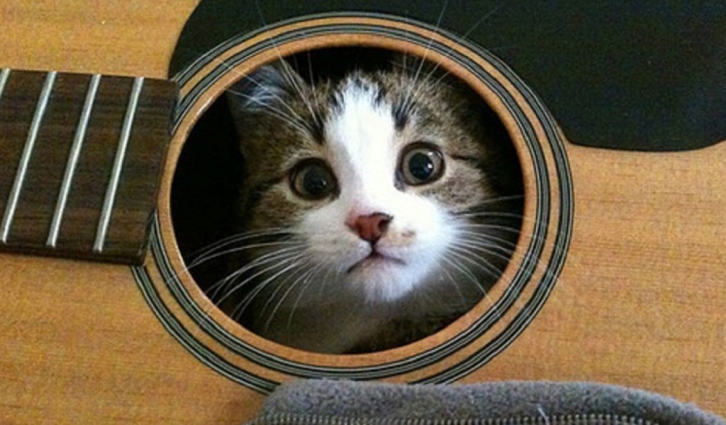 Кошка в гитаре