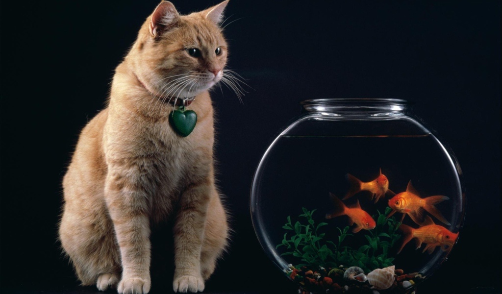 Кот смотрит на рыбок