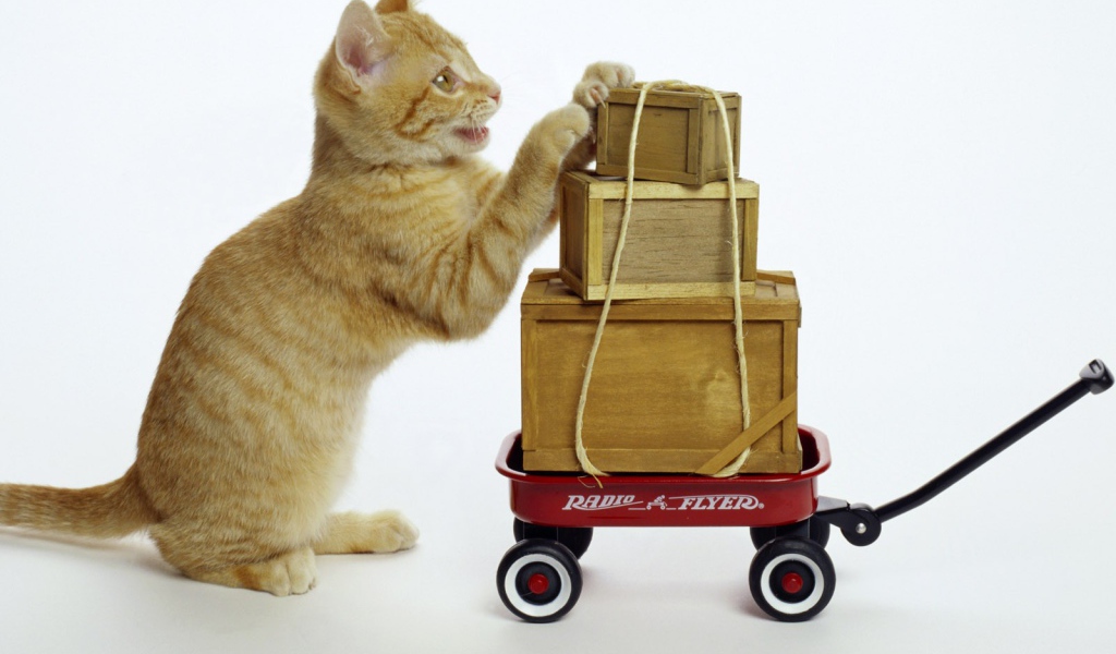 Кот везет посылки