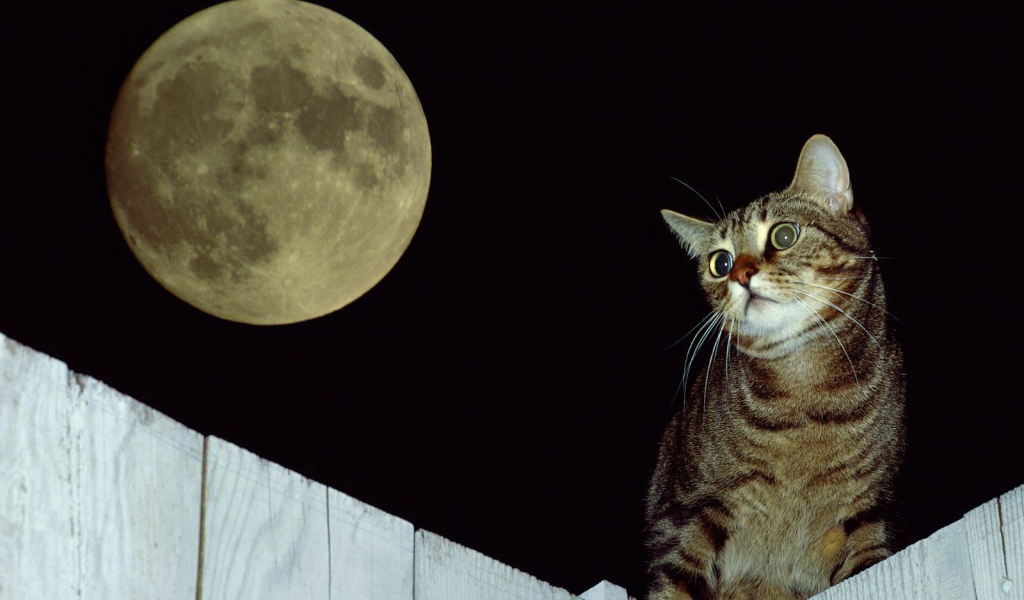 Cat on the fence under the moon
