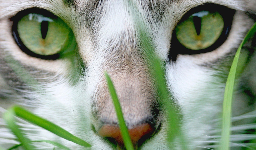 Кошачий пронзительный взгляд