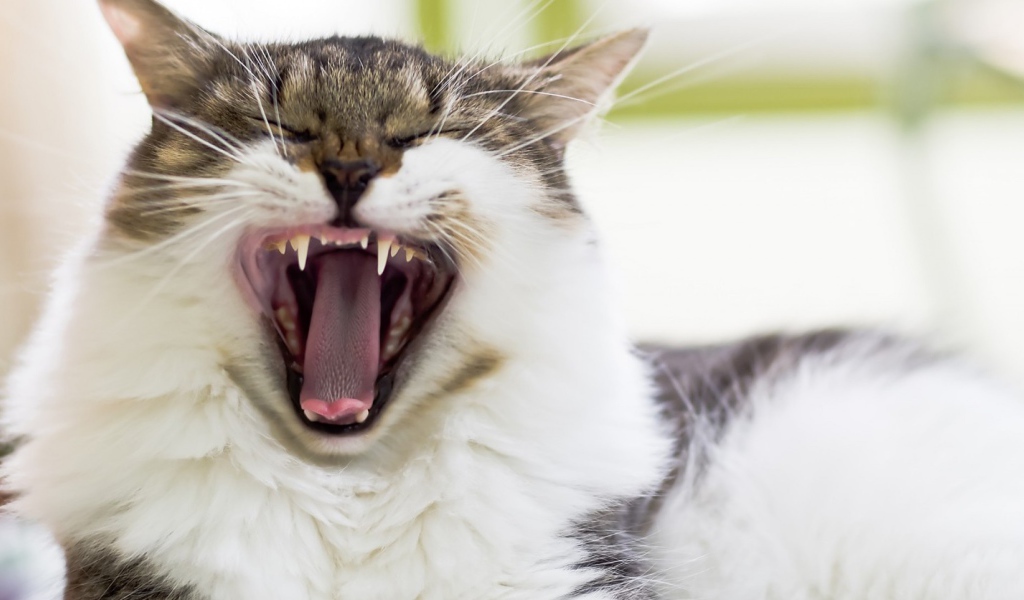 Кот берет на испуг