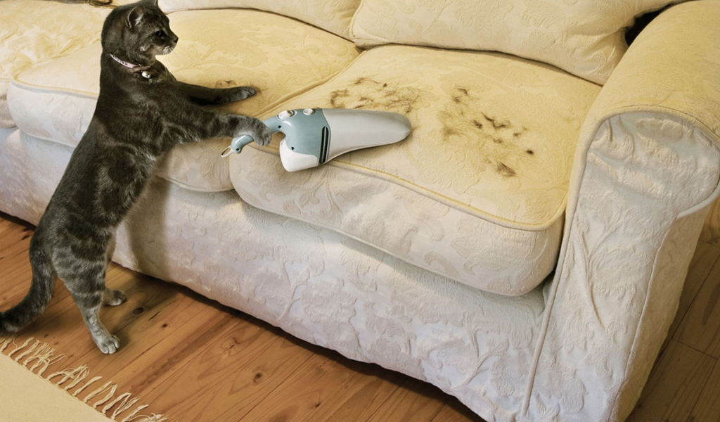 Кот пылесосит