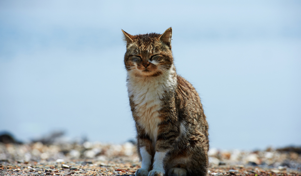 Кот пригрелся на солнце
