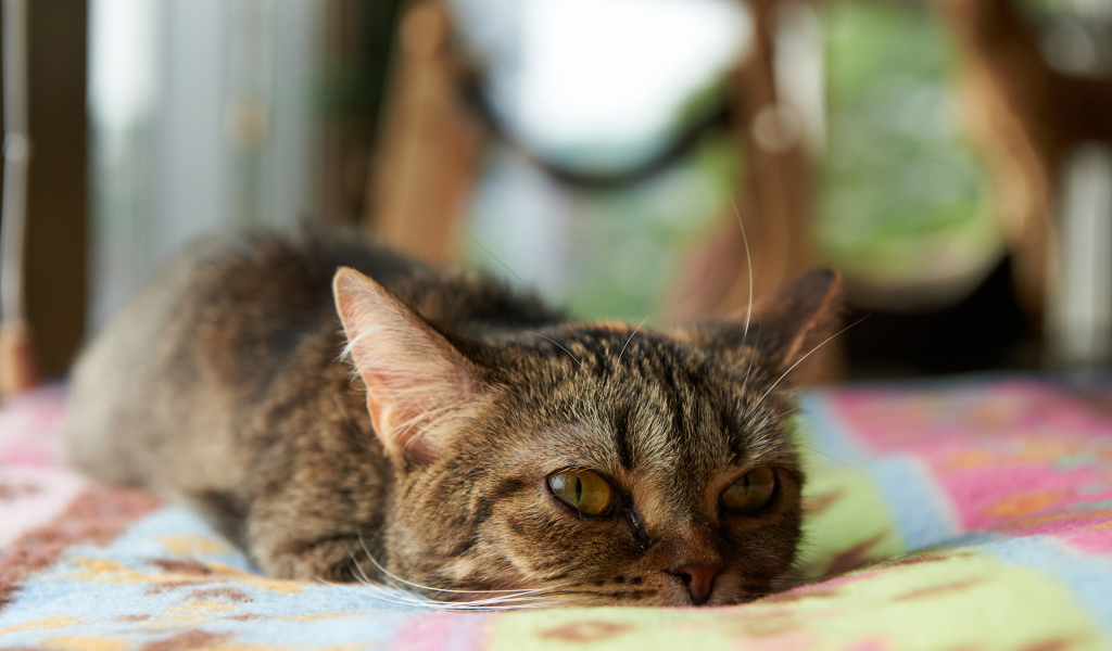 Кот с безнадёжным взглядом